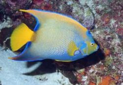 Queen Angelfish, Bonaire, Sea & Sea MX-10 by Mary Dale 